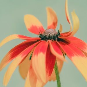 Listing for @jtayz The North Face 1/4 zip NWT